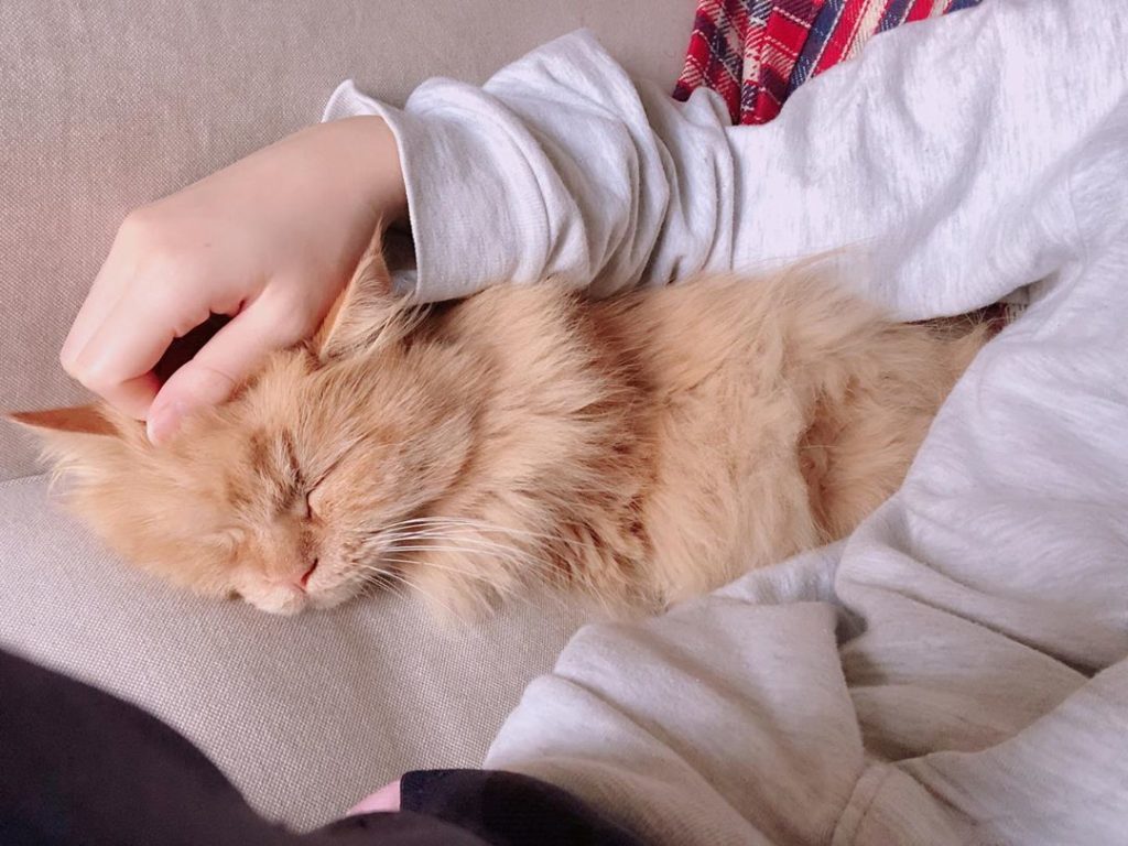 獣医学者が考える 猫を幸せにする15の秘訣 - ねことぼく